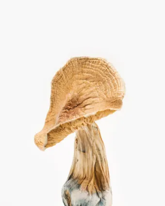 African Transkei Cogumelo
