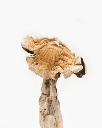 Amazonian Cogumelo