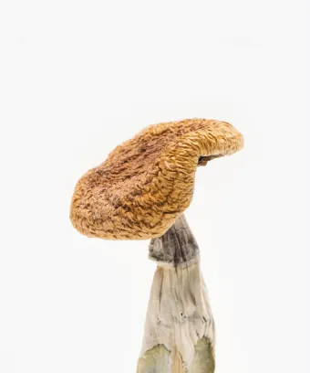 Comprar Golden Teacher Cogumelo em Coari