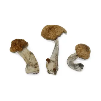 Comprar Hawaiian Cogumelo em Coari