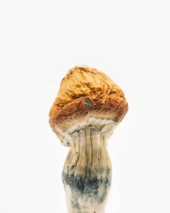 Comprar Malabar Coast Cogumelo em Coari
