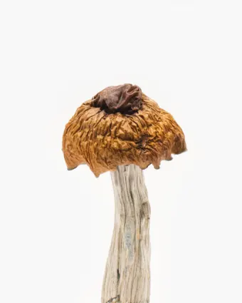 Comprar Martinique Cogumelo em Coari